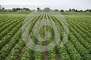 Potato Plants Grow img