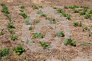 Potato plants growing in a field