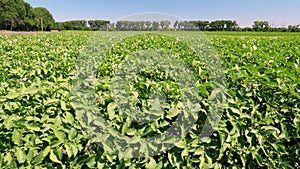 Potato plants in white bloom. Green flowering potato bushes planted in rows on a farm field. Potato growing, crop