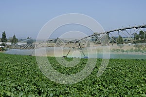 Potato production on irrigation by pivot center photo
