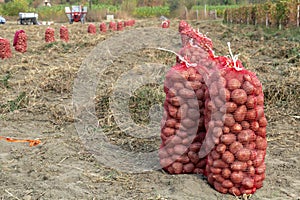 Potato Production - Rows of Potato Sacks in a Field