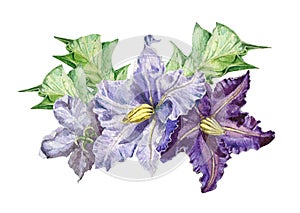 Potato purple flowers watercolor illustration. Hand drawn closeup vegetable solanaceae blossom with green leaves. A part of organi