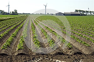 Potato ridges, farmstead and windmills, Netherlands