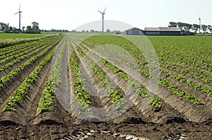 Potato ridges, farmstead and windmills, Netherlands photo