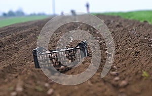 Potato ridges