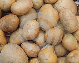 The potato is a root vegetable, a starchy tuber of the plant Solanum tuberosum, and the plant itself in the family Solanaceae. photo