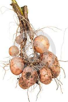 Potato root