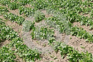 Potato rows in garden