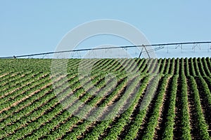 Green crop rows on an Idaho potato farm.