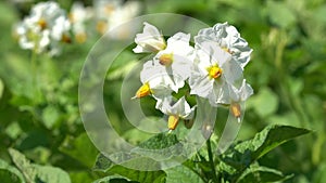 Potato, Solanum tuberosum