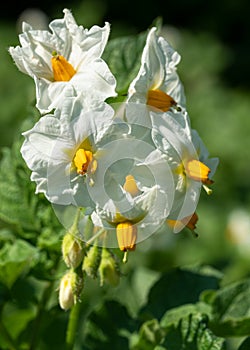 Potato, Solanum tuberosum