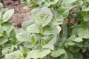 Potato (Solanum tuberosum)