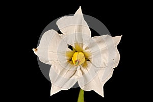 Potato Solanum tuberosum. Flower Closeup