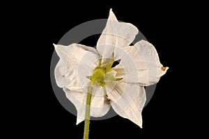 Potato Solanum tuberosum. Flower Closeup