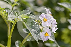 Potato - Solanum tuberosum - during flowering