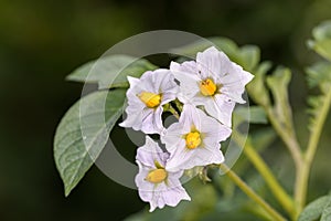 Potato - Solanum tuberosum - during flowering