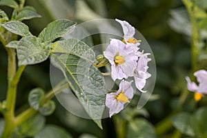 Potato - Solanum tuberosum - during flowering