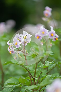 Potato, Solanum tuberosum, flowering plant