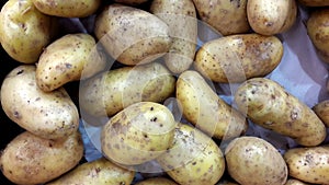 Potato Solanum tuberosum