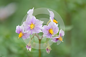 Potato, Solanum tuberosum, close-up flower