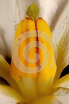 Potato (Solanum tuberosum). Pistil and Stamens Closeup