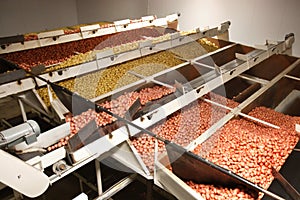 Potato sorting bins at a fresh pack facility.