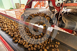 Potato sorting machine