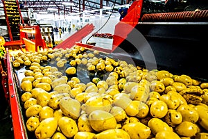 Potato sorting and packing at vegetable factory