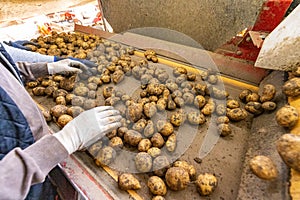 Potato sorting, processing