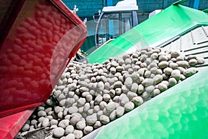 Potato sorting, processing and packing at factory