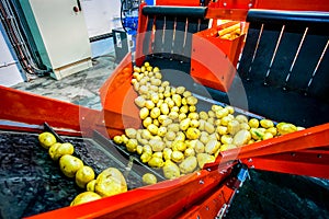 Potato sorting, processing and packing factory photo