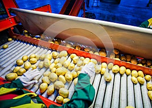 Potato sorting, processing and packing factory photo
