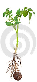Potato sprout from the root