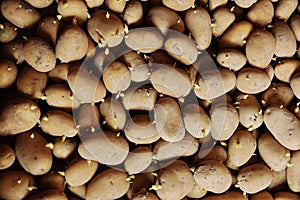 Potato sprouts for planting germinated