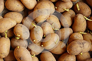 Potato sprouts for planting germinated