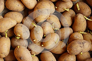 Potato sprouts for planting germinated