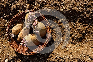 Potato sprouts. Sprouting seed potatoes ready for planting.