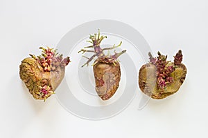 Potato sprouts on white background. Germinating vegetables. Ugly beautiful growing tubers photo