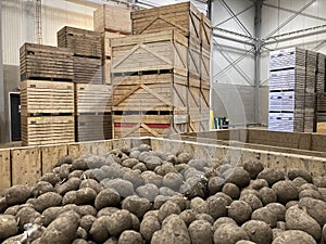 Potato storage facility. Forklift used to stack the crates. Refrigerated cold warehouse for potatoes and onions with wooden boxes.