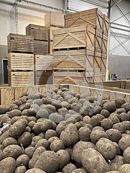 Potato storage facility. Forklift used to stack the crates. Refrigerated cold warehouse for potatoes and onions with wooden boxes.