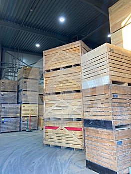 Potato storage facility. Refrigerated cold warehouse for potatoes and onions with wooden boxes.