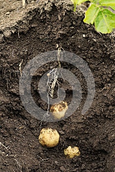 Potato Swift (first early) growing in the ground.