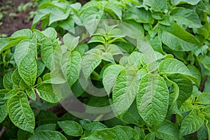 Potato tops background