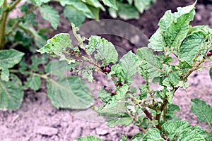 Potato tops and red Colorado potato beetle larvae on the leaves.