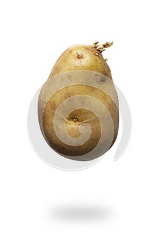 Potato tuber