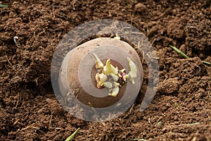 A potato tuber with sprouts lies on the ground