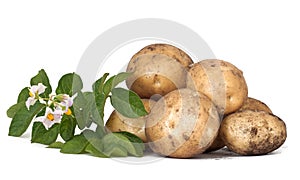 Potato tubers