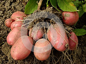 Potato tubers