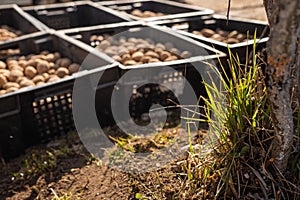 Potato planting season. Tubers lie in black boxes in the sun for germination
