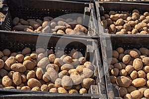 Potato tubers are in black plastic boxes for planting